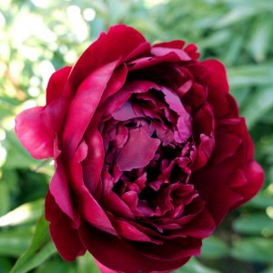 Paeonia Peter Brand