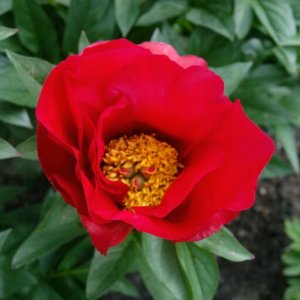 Paeonia Blaze