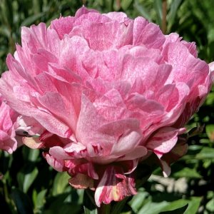 Paeonia Pietertje Vriend Wagenaar