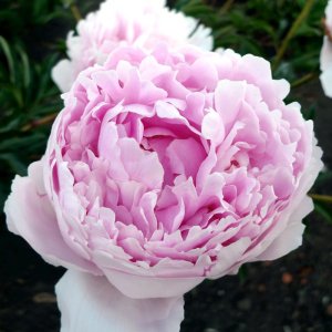 Paeonia Pillow Talk