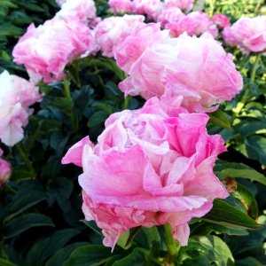 Paeonia Pink Choice