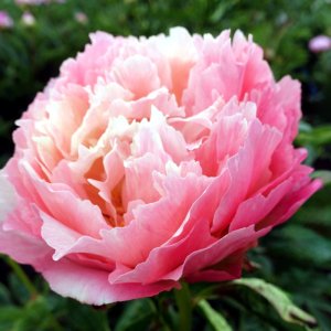 Paeonia Pink Hawaiian Coral