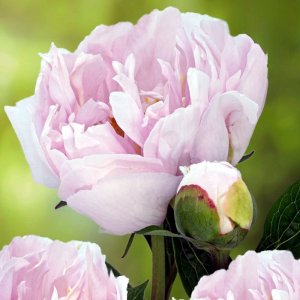 Paeonia Pink Vanguard