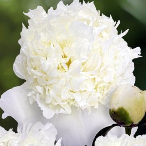 Paeonia Princess Bride