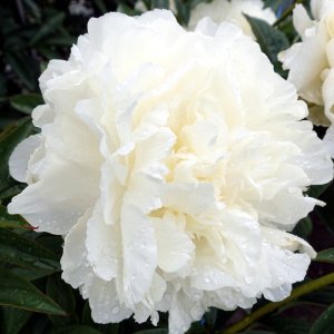 Paeonia Puffed Cotton