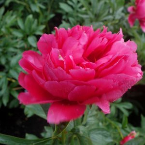 Paeonia Raspberry Charm