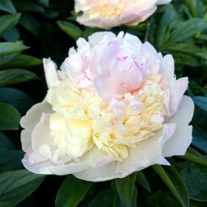 Paeonia Raspberry Sundae