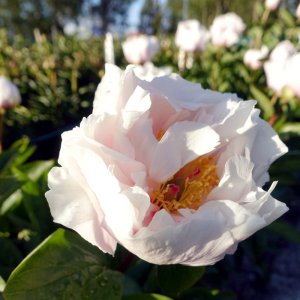 Paeonia Blushing Princess