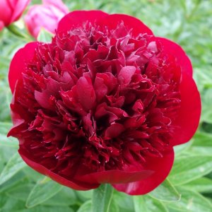 Paeonia Red Charm