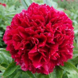 Paeonia Red Grace