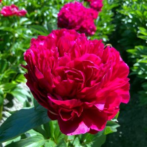 Paeonia Red Magic