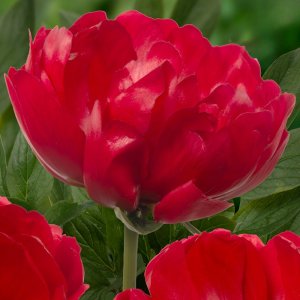 Paeonia Red Red Rose