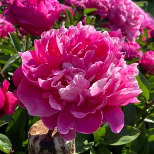 Paeonia Red Sarah Bernhardt