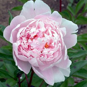 Paeonia Reine Hortense