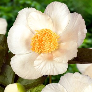 Paeonia Roy Pehrsons Best Yellow