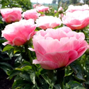 Paeonia Salmon Chiffon