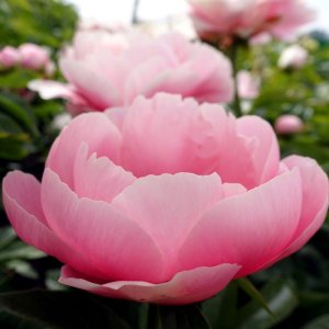 Paeonia Salmon Dream