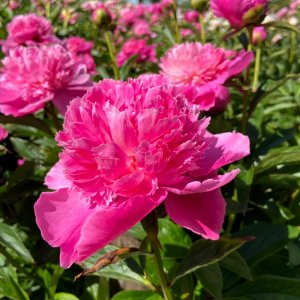 Paeonia Bouquet Perfect