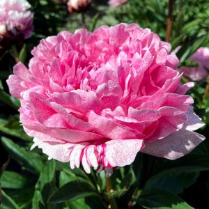 Paeonia Sarah Bernhardt Unique