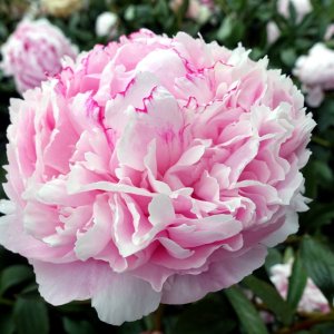 Paeonia Sarah Bernhardt