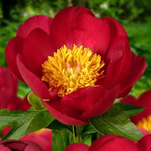 Paeonia Scarlet OHara