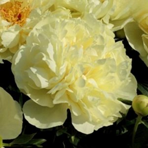 Paeonia Seidls Super