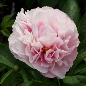 Paeonia Sky Dance