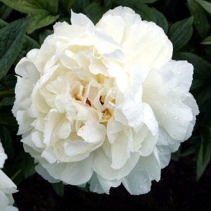 Paeonia Snow Mountain