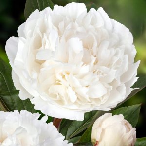 Paeonia Snow Princess