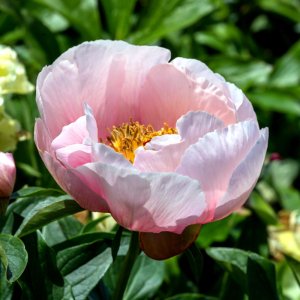 Paeonia Soft Salmon Saucer