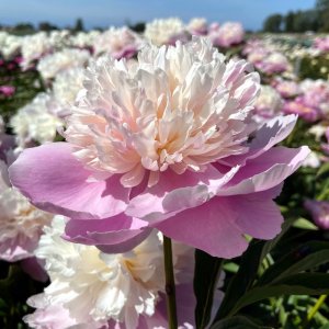 Paeonia Sorbet