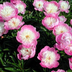 Paeonia Bowl of Beauty