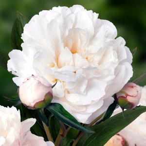 Paeonia Steves Choice