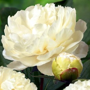 Paeonia Sunny Girl