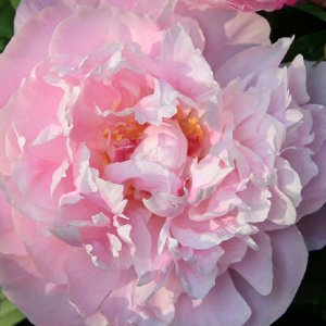 Paeonia Sweet Rewards