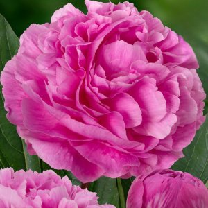 Paeonia Think Pink