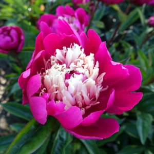 Paeonia Top Hat