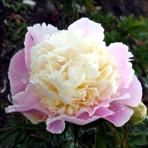 Paeonia Touch of Class