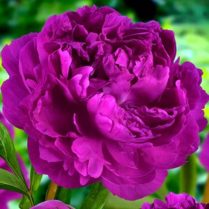 Paeonia Victoire de la Marne