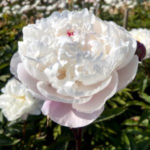 Paeonia Vogue