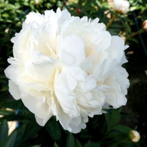 Paeonia Bowl of Cream