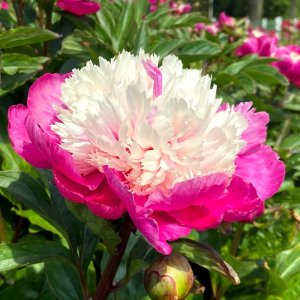 Paeonia White Cap