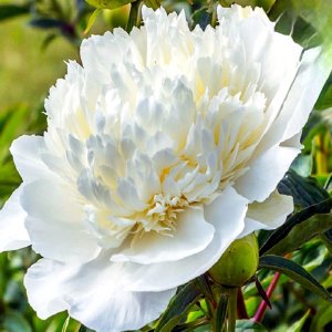 Paeonia White Charm