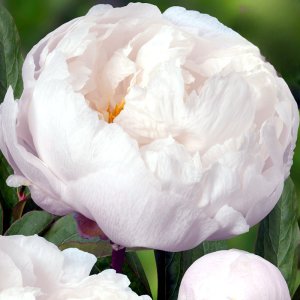 Paeonia White Grace