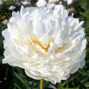 Paeonia White Ivory