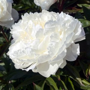 Paeonia White Lullaby