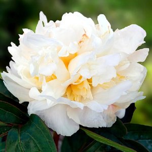 Paeonia White Masterpiece