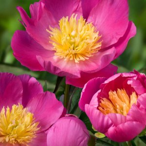 Paeonia Wladyslawa