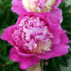 Paeonia She Is My Star