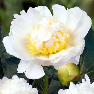 Paeonia Bridal Icing